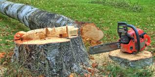 Best Tree and Shrub Care  in Berlin, NH