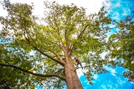 Best Commercial Tree Services  in Berlin, NH