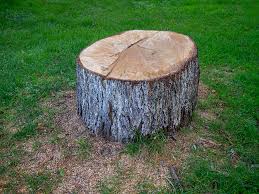 How Our Tree Care Process Works  in  Berlin, NH