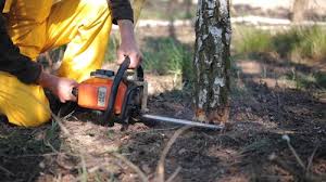 How Our Tree Care Process Works  in  Berlin, NH