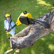 Best Stump Grinding and Removal  in Berlin, NH