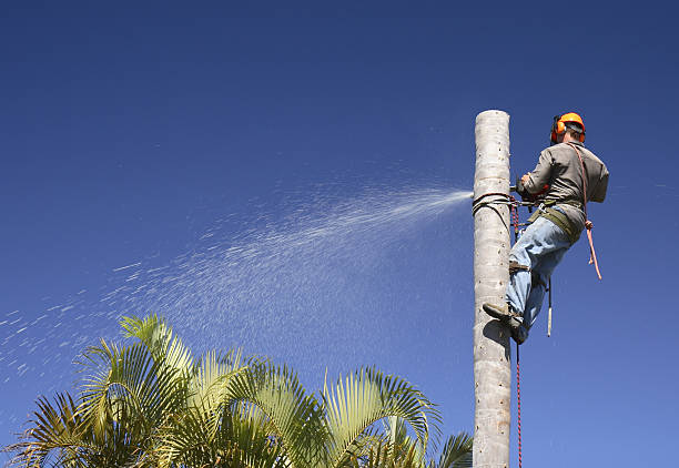 Best Tree Maintenance Programs  in Berlin, NH