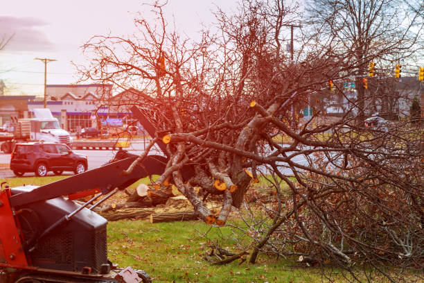 Best Tree Maintenance Programs  in Berlin, NH