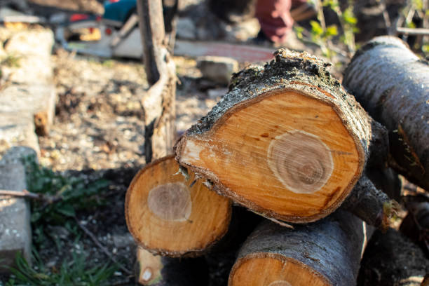 Best Emergency Tree Removal  in Berlin, NH