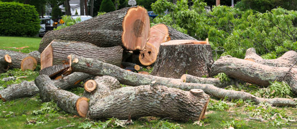 Best Arborist Consultation Services  in Berlin, NH