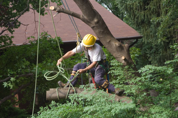 Best Tree Removal  in Berlin, NH
