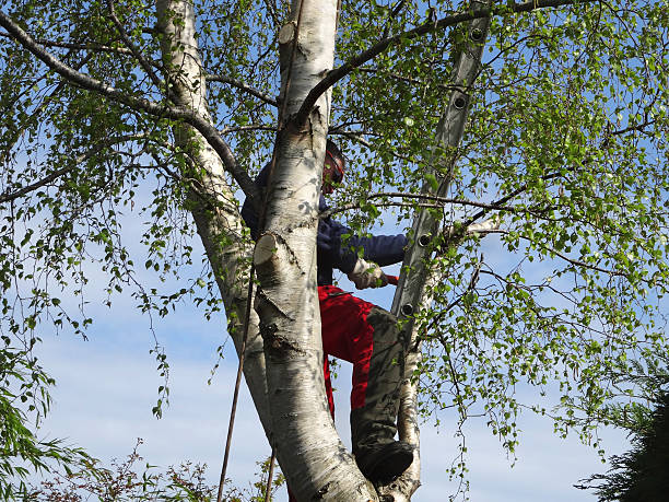 Best Tree Preservation Services  in Berlin, NH
