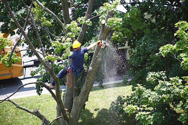 Best Lawn Pest Prevention  in Berlin, NH