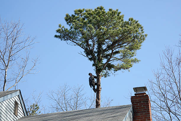 Best Tree Health Inspection  in Berlin, NH