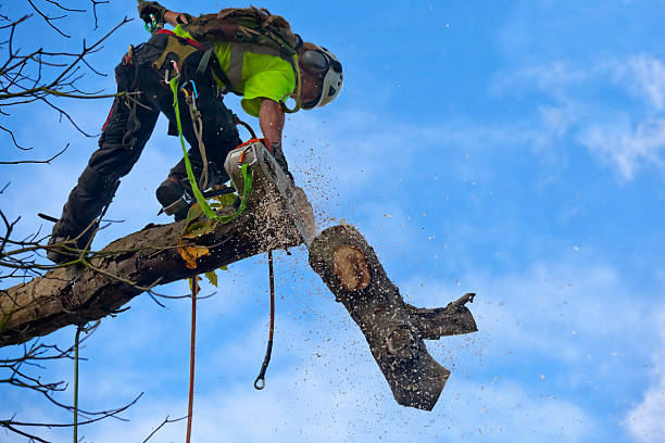 Best Tree and Shrub Care  in Berlin, NH