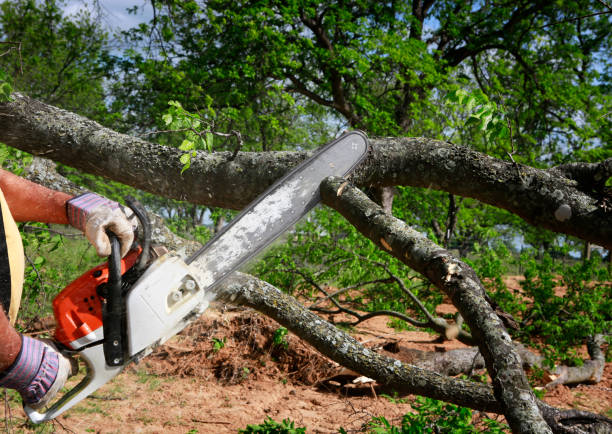 Best Emergency Tree Removal  in Berlin, NH