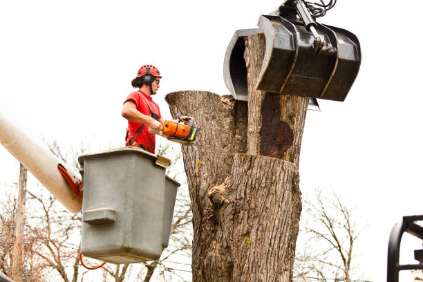 Reliable Berlin, NH Tree Care Solutions